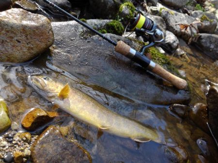 尺イワナ連続ゲット！